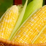 Ears of sweet corn